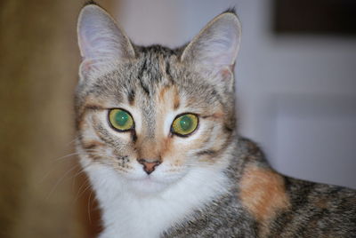 Close-up portrait of tabby cat