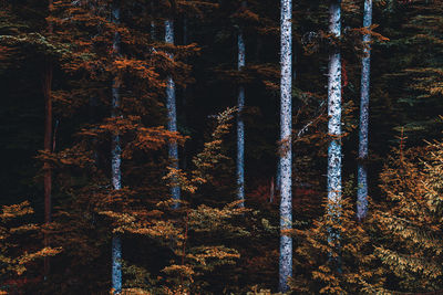 Full frame shot of trees in forest during winter