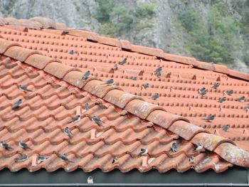 High angle view of roof tiles on building