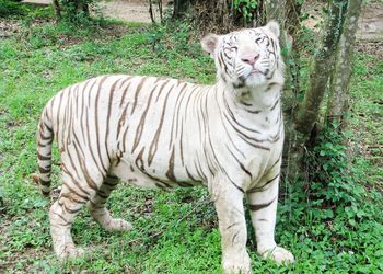 White tiger in forest