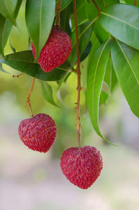 Close-up of strawberries on tree
