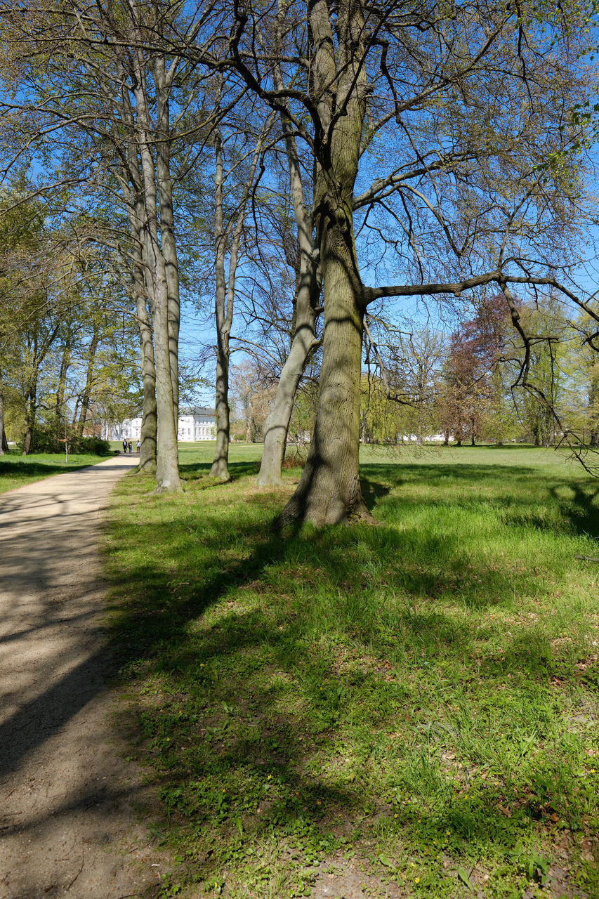 TREES ON LANDSCAPE