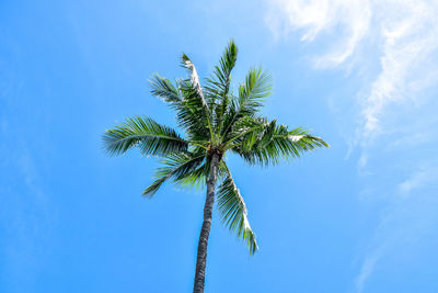 Low angle view of coconut palm tree against blue sky