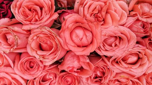 Full frame shot of red roses