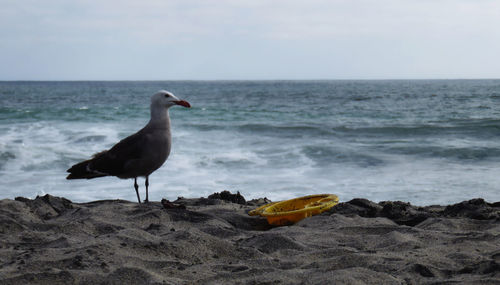 Seagulls on sea shore