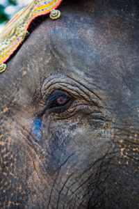Close-up of elephant