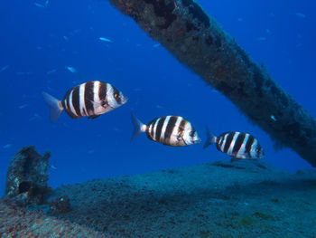 Fishes swimming in sea