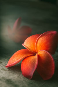 Close-up of orange flower