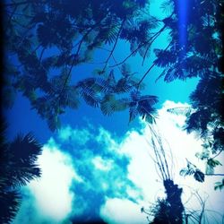 Low angle view of palm trees against blue sky