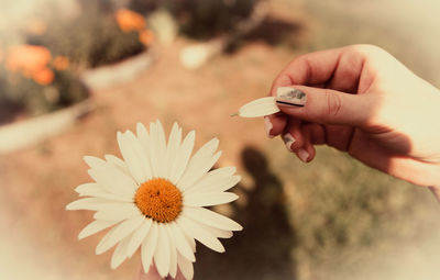 Close-up of hand holding white flowering plant