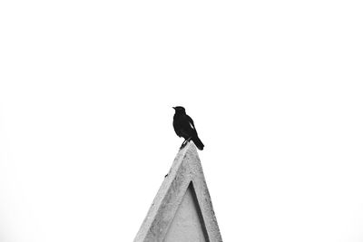 Low angle view of bird perching on a building