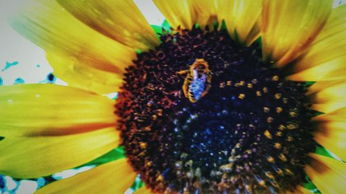 Close-up of bee pollinating on yellow flower