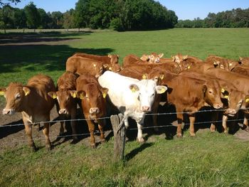 Cows on field