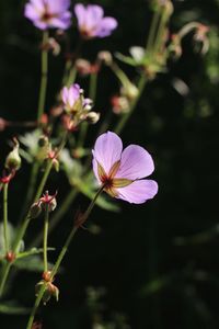 Close-up of purple flowers