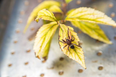 Close-up of insect on plant