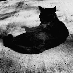 High angle view of cat sitting on floor