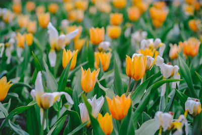 Close-up of yellow tulips blooming on field