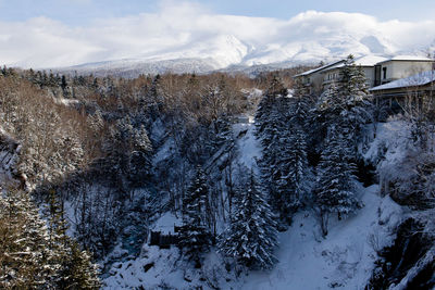 Snow covered plants by mountain against sky