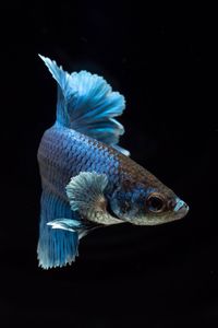 Close-up of fish against black background