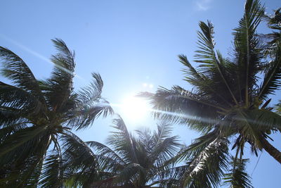 Low angle view of palm trees against clear sky