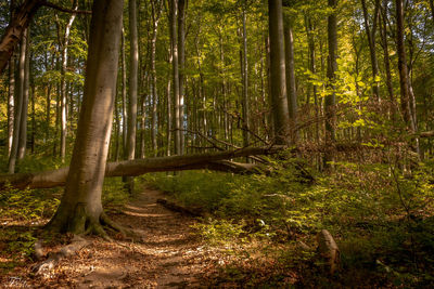 Trees growing in forest