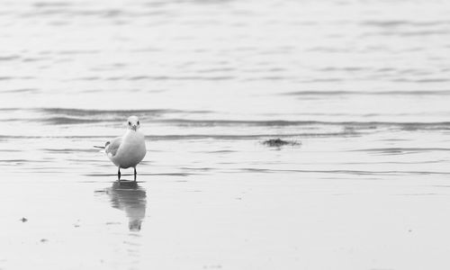 Bird on lake