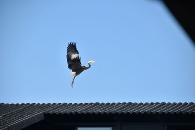 Low angle view of bird flying against sky