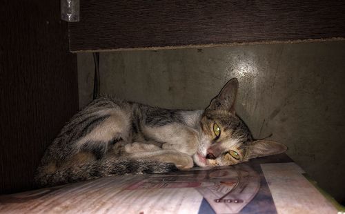 Cat resting on table