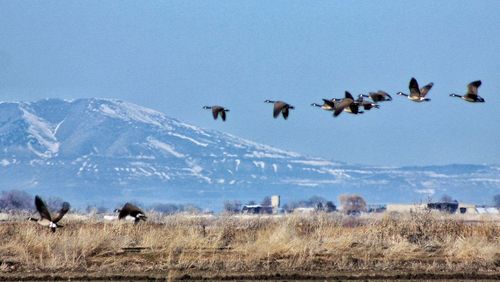 View of birds on landscape