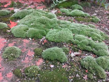 Close-up of plants