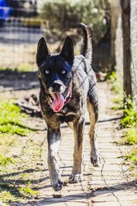 Portrait of dog on footpath