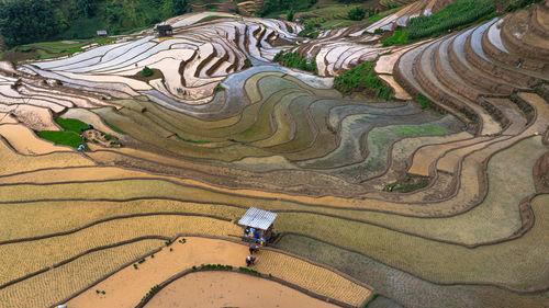 Scenic view of agricultural field