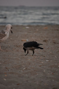 Side view of bird on beach