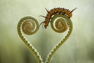 Beautiful caterpillar on fern