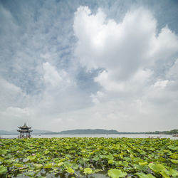 Plants growing on land against sky