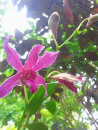 Close-up of flower blooming outdoors