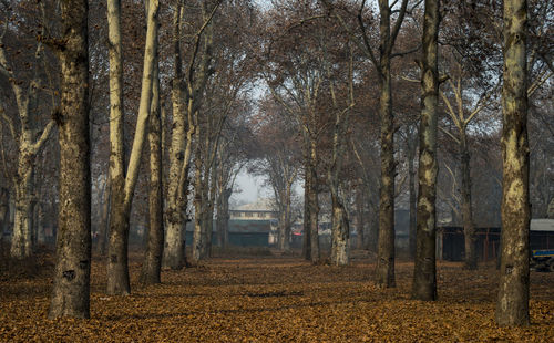 Trees in autumn