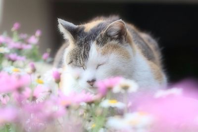 Close-up of cat on flower