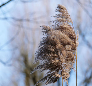 Low angle view of dried plant reed 