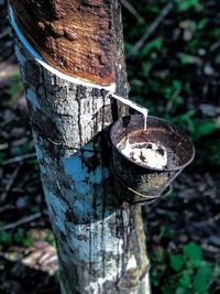 Close-up of rusty metal on tree trunk