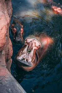 High angle view of person swimming in lake