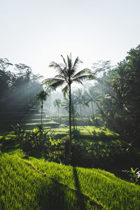 Scenic view of palm trees on field against sky