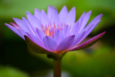 Close-up of purple water lily