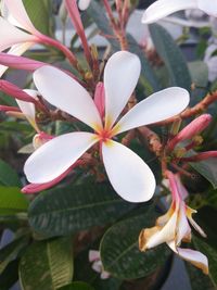 Close-up of frangipani blooming outdoors