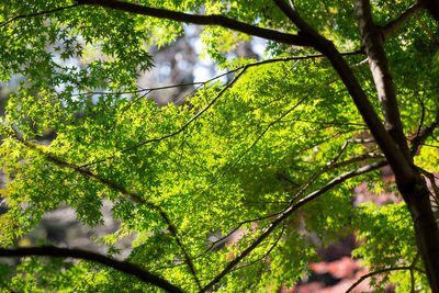 Low angle view of trees against sky