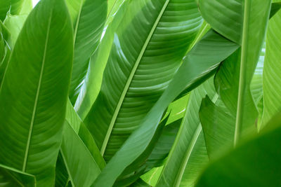 Close-up of leaves