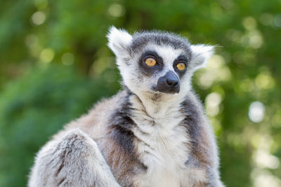 Ring tailed lemur - lemur catta - looking away and relaxing outside 