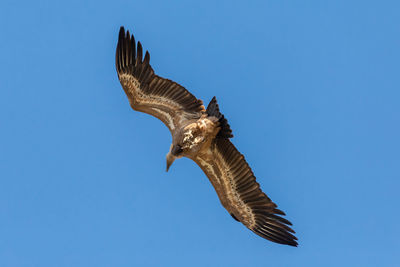 Low angle view of eagle flying against clear blue sky