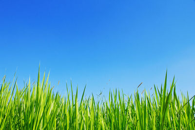 Close-up of grass on field against clear blue sky