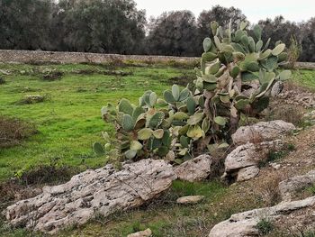 Cactus growing on field